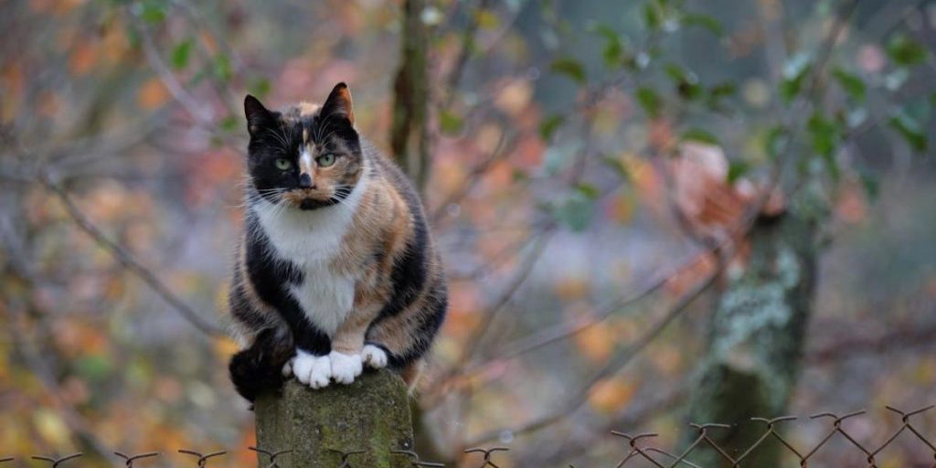 Previsioni meteo per l'ultimo giorno d'autunno in Ucraina: nuvoloso, umido e temperatura positiva