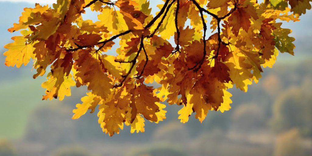 Previsioni Meteo Ucraina: un leggero aumento delle temperature dopo il freddo intenso