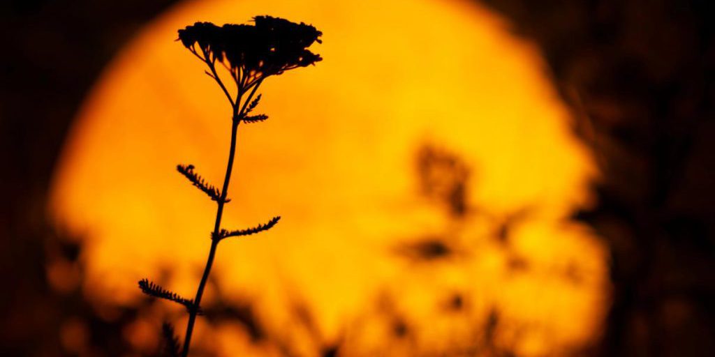 Суперлуние 7 октября 2025: когда наблюдать и астрологический прогноз для знаков Зодиака