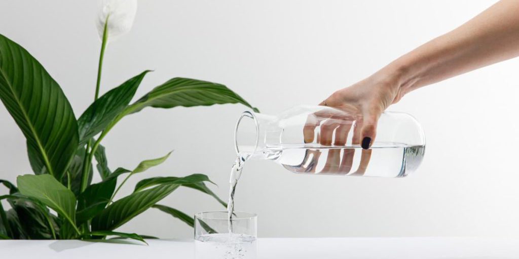 Come Curare gli Spatifillium per una Crescita Rigogliosa: Segreti e Conseguenze dell'Annaffiatura