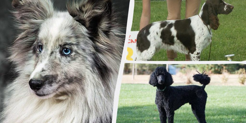 7 Razze di Cani che Portano Gioia e Divertimento nella Vita di Tutti