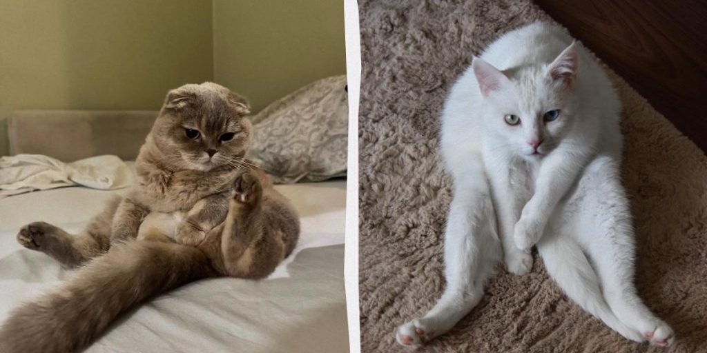 Почему коты могут сидеть как люди: есть несколько признаков и некоторые из них "странные"