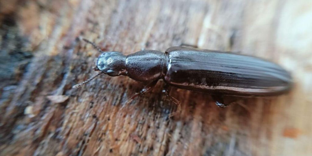 Возле Чернобыля зафиксировали новый вид насекомых: экологи показали фото