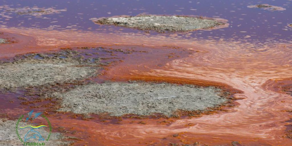 La trasformazione spettacolare dei laghi in Ucraina: come i galobatteri stanno cambiando il paesaggio acquatico della regione di Odessa