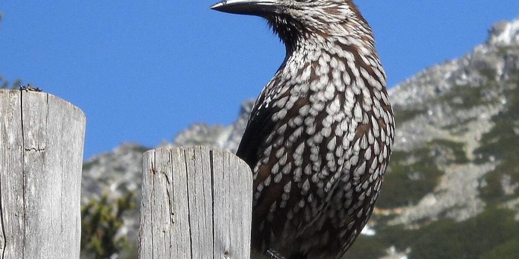 В Украину из российской тайги прилетели кедровки: орнитолог объяснил причину
