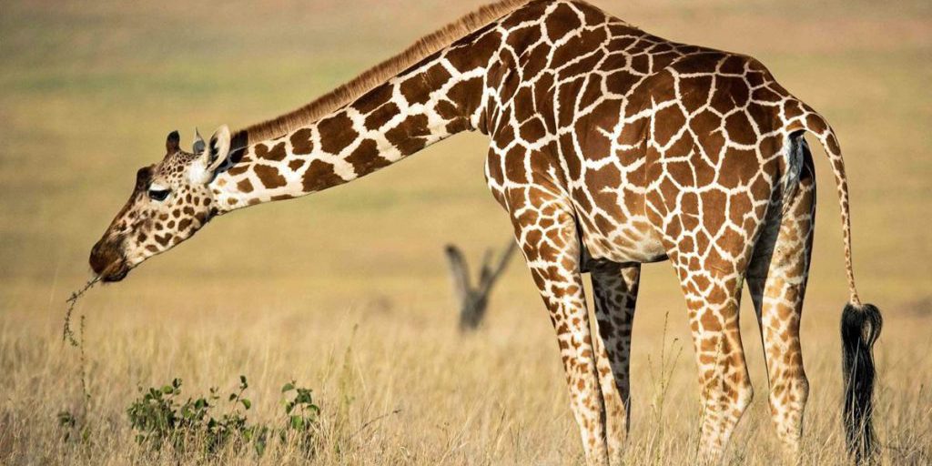 Спит по 30 минут и имеет огромное сердце: эксперты раскрыли интересные факты о жирафе