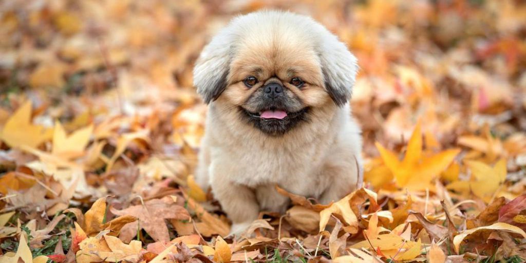 Вредно для здоровья: ветеринар назвал лакомства, которые не советует давать собакам