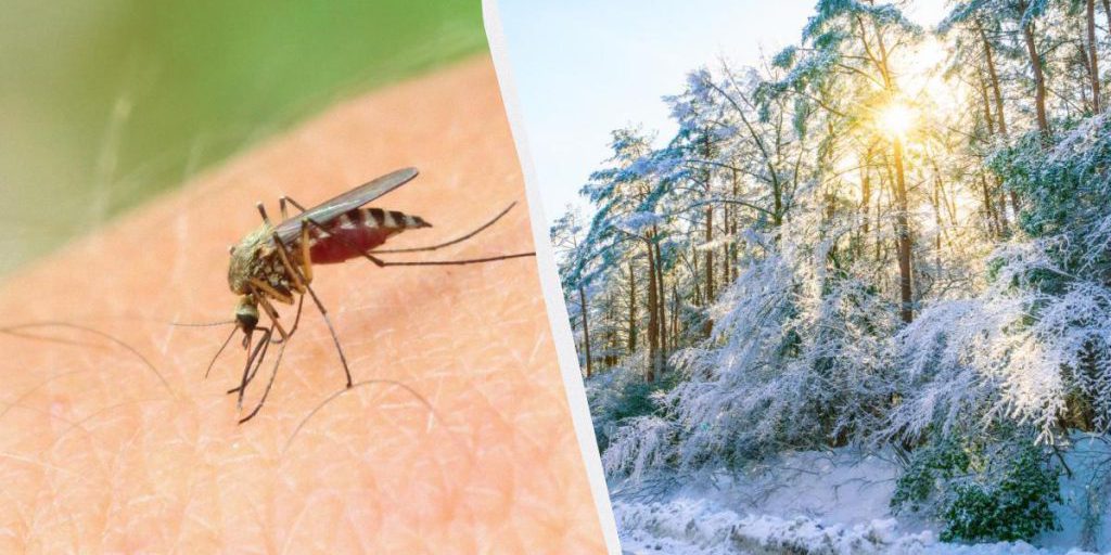 I Moscerini e il loro Misterioso Scomparsa d'Inverno: Dove Vanno e Perché è Importante