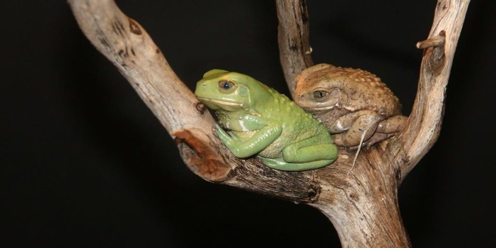 Производит солнцезащитный крем и почти не прыгает: что известно о самой необычной лягушке