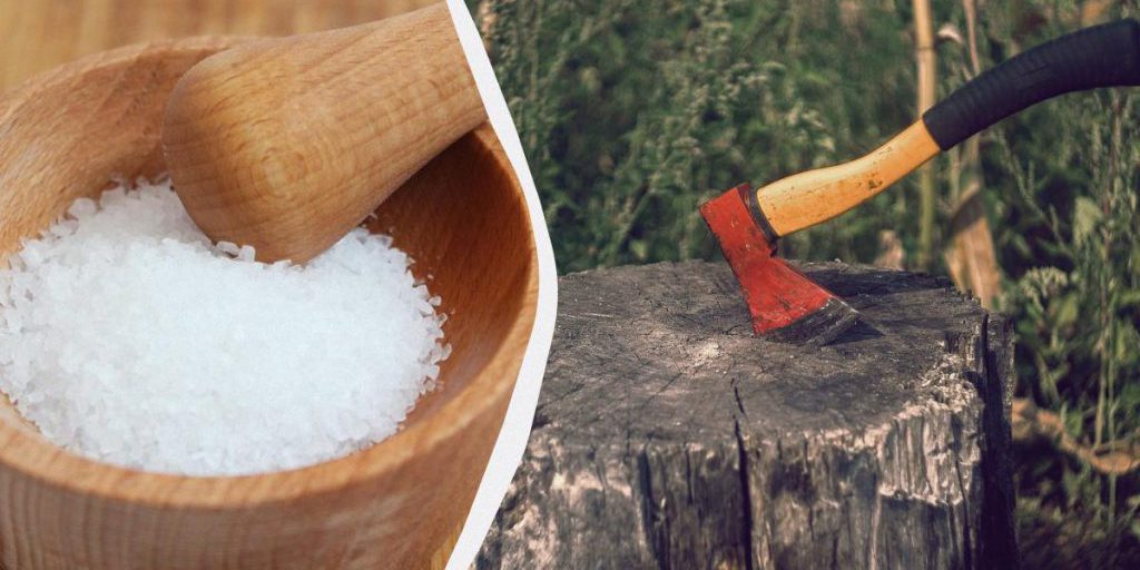 Как быстро уничтожить пень без выкорчевывания: от него и следа не останется