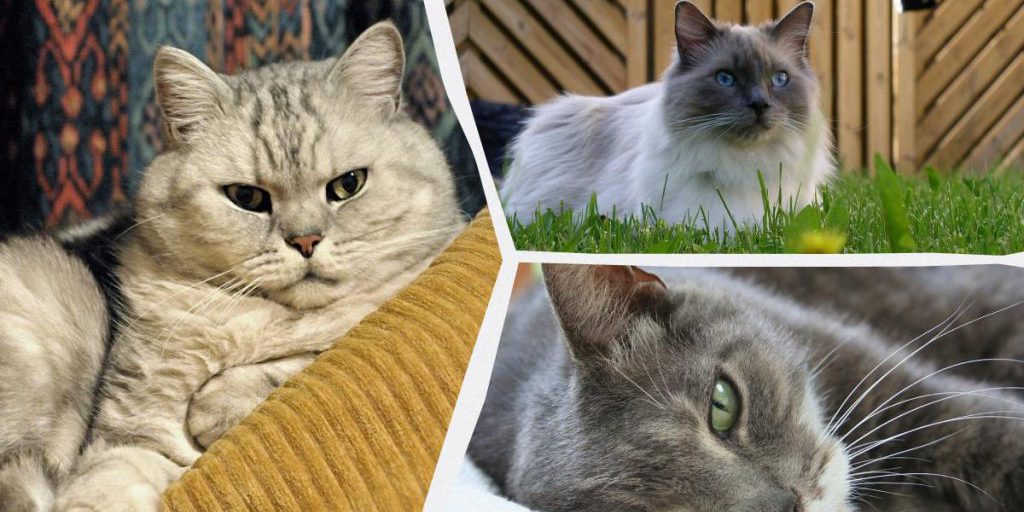 Какие коты лучше всего подойдут для жизни в квартире: ветеринары назвали топ-6 пород