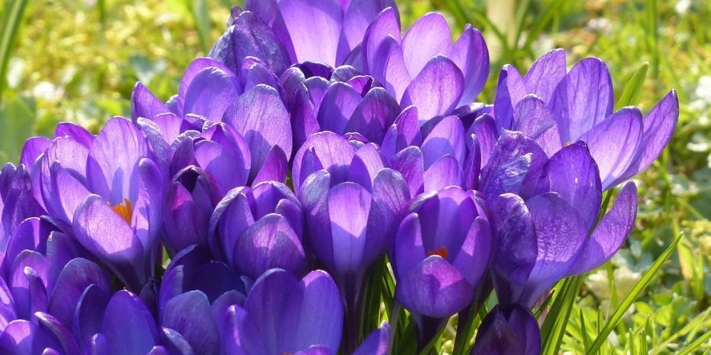 Не только тюльпаны: эти семь луковичных цветов стоит успеть посадить в октябре