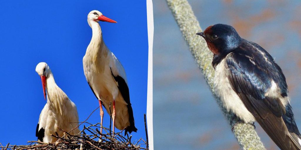 Долетели ли уже украинские птицы до теплых краев и где они осели на зиму: объяснение орнитолога