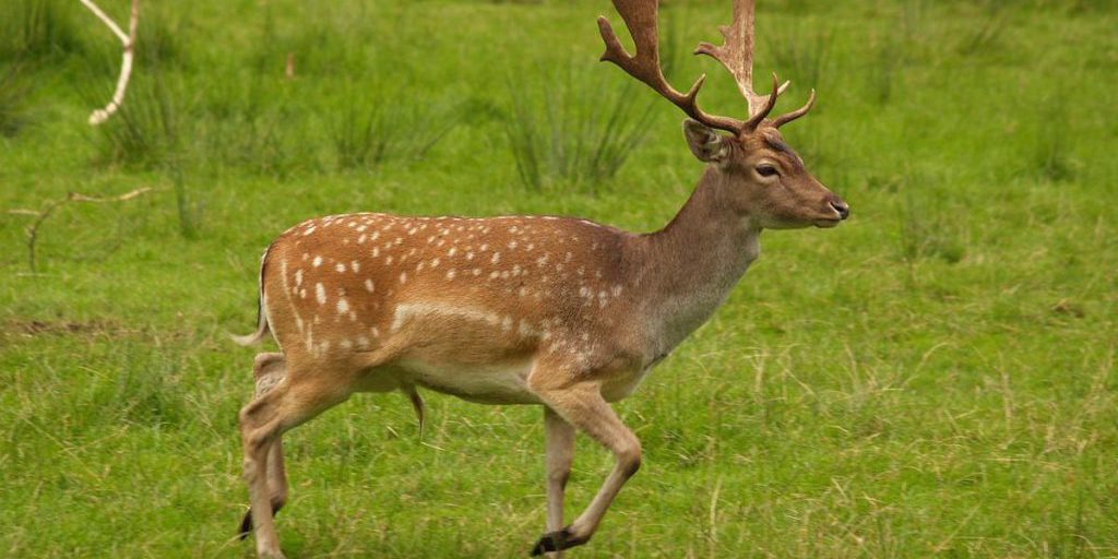 Тарутинскую степь под Одессой защитят от пожаров дикие лани: экологи раскрыли план