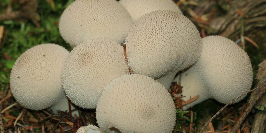 В Ужгороде обнаружили гриб-великан: биолог объяснил, можно ли его есть