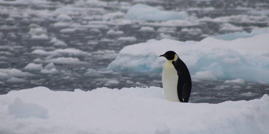 "Сидел на льдине и чистил перья": украинские полярники встретили редкую птицу
