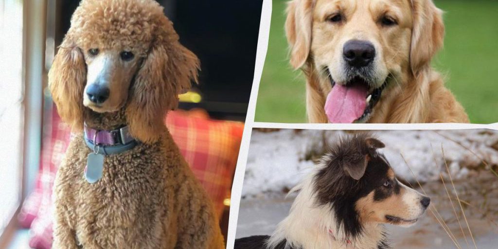 Какие собаки являются надежными: ветеринары назвали 5 пород, которые будут всегда с вами