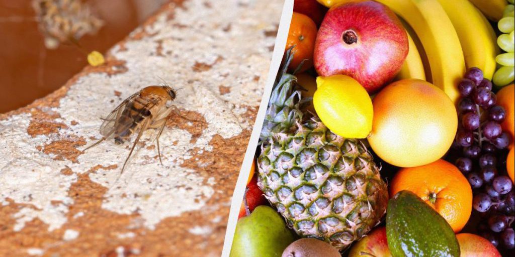В Украине встретили опасную муху: переносит тяжелые болезни и живет в фруктах