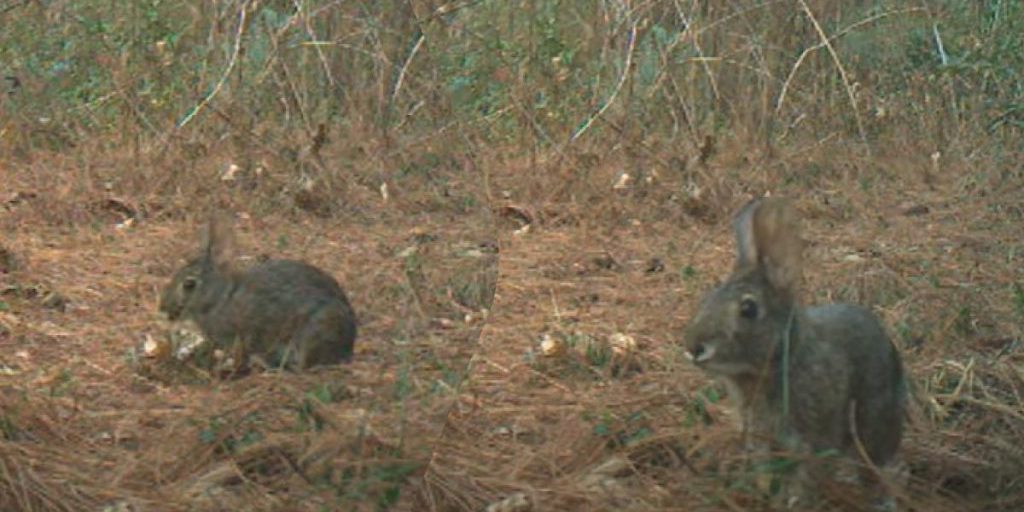 Кролик, исчезнувший для науки на 120 лет, вернулся: биологи ошеломлены