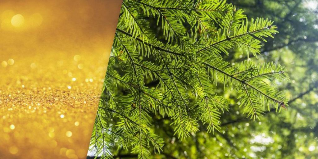 Gli Abeti: una Fonte Inaspettata di Oro Naturale