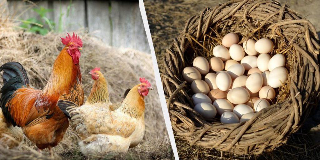 Come Mantenere la Produzione di Uova delle Galline in Autunno con Strategie Efficaci e Nutrizione Adeguata