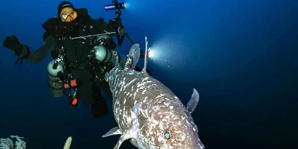 Ученые сделали первые фото доисторической рыбы, которую считали вымершей 70 млн лет назад