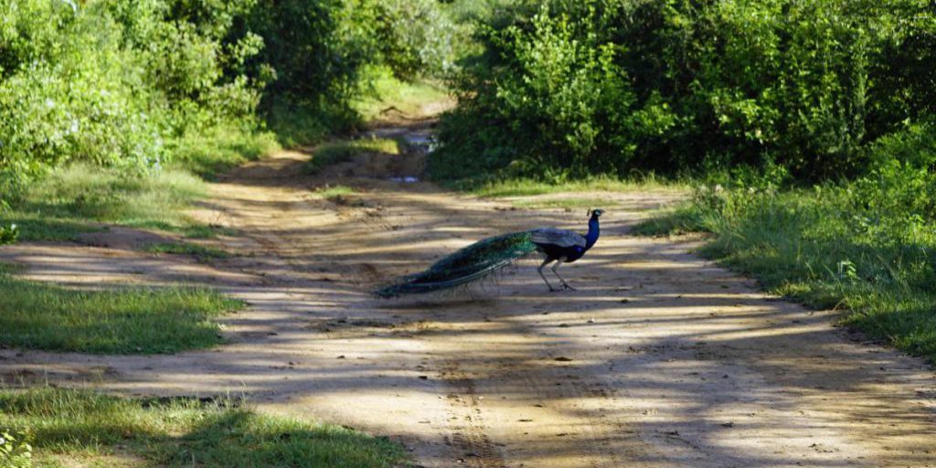 Туристам назвали 7 лучших мест в мире для наблюдения за птицами