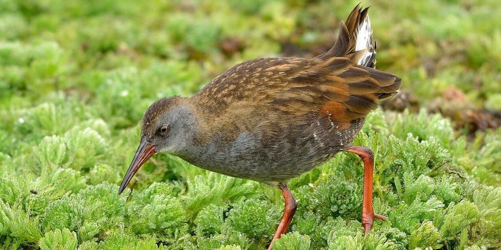 Хрюкает и ползает по болотам: орнитолог рассказал об одной из самых странных птиц в мире
