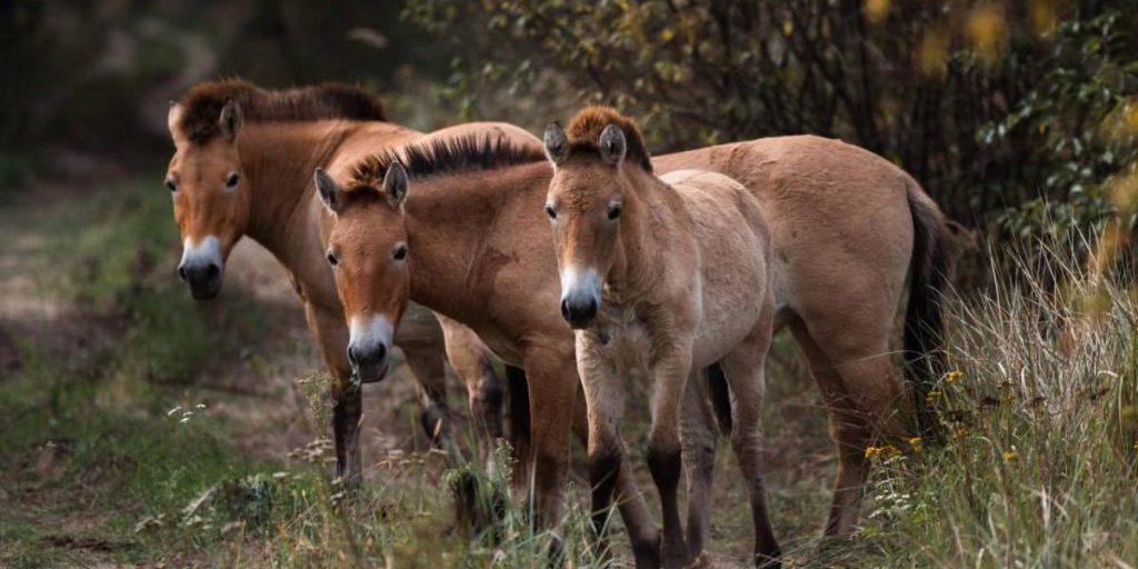 Cavalli di Przewalski a Chernobyl: Una Storia di Sopravvivenza e Conservazione nella Zona Radioattiva