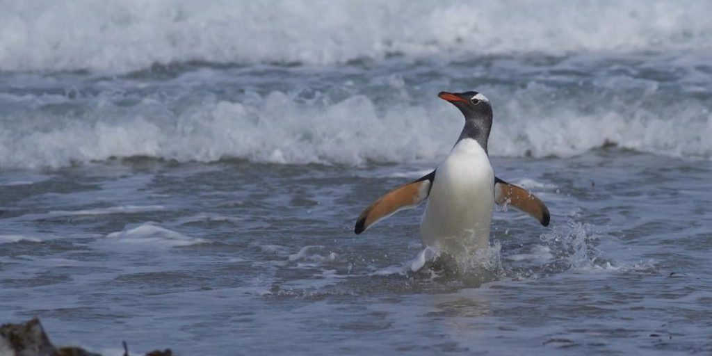 Pinguini record: gli ucraini scoprono una colonia che nuota a quasi 40 km/h
