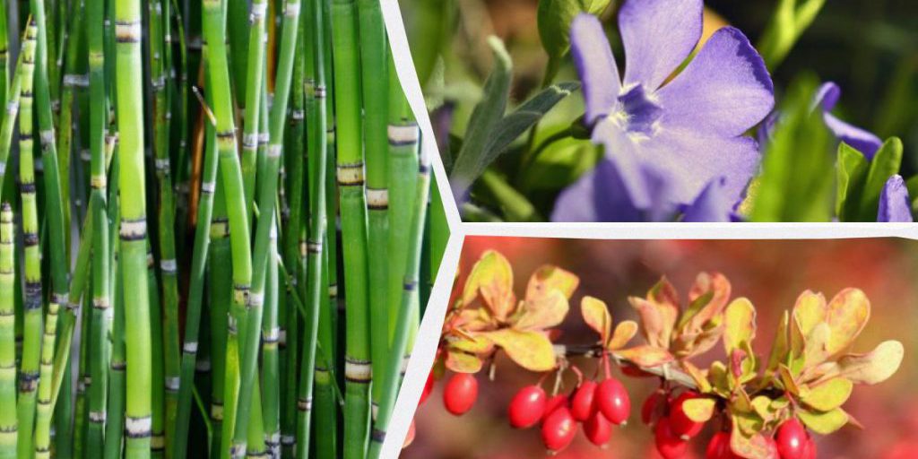 Какие декоративные растения лучше не сажать возле дома: эксперты назвали 10 нежелательных видов