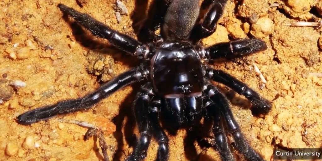 Самый старый в мире паук прожил 43 года и погиб не от старости: что о нем известно