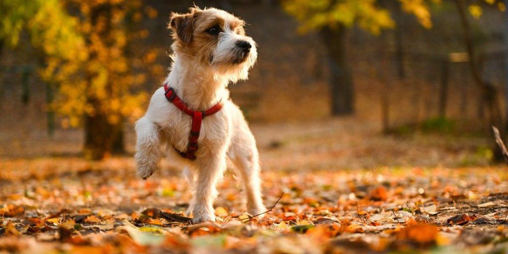 15 октября дождей в Украине станет меньше, но не потеплеет