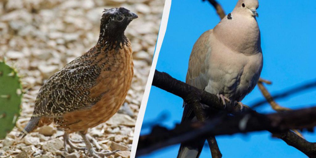 Пернатые "барометры": ученый назвал уникальных птиц, которые предсказывают изменение погоды в Украине