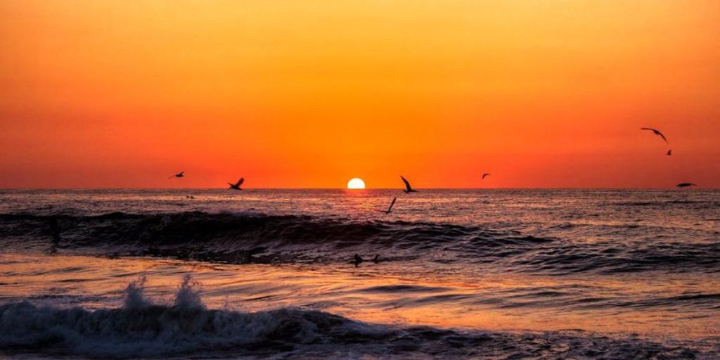 Конкуренты для рыбаков: биолог назвал три редких вида птиц, которые поселились в Украине