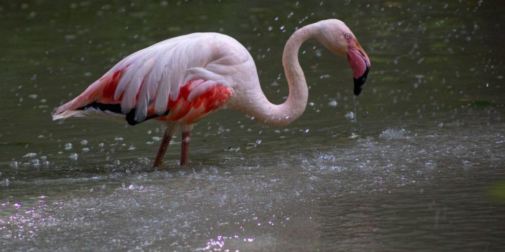 Avvistamento insolito di fenici in Ucraina: cosa sta succedendo nella regione di Odessa