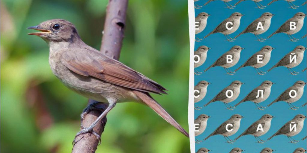 Только люди с глазами орла найдут слово "соловей" за 12 секунд: хитрая головоломка