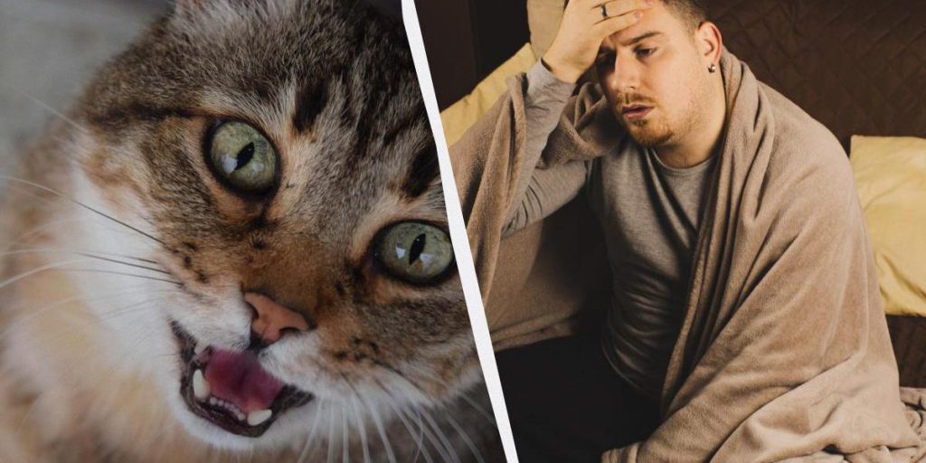 Почему кот кричит и будит в 5 утра: вредность не при чем - вот 5 реальных причин