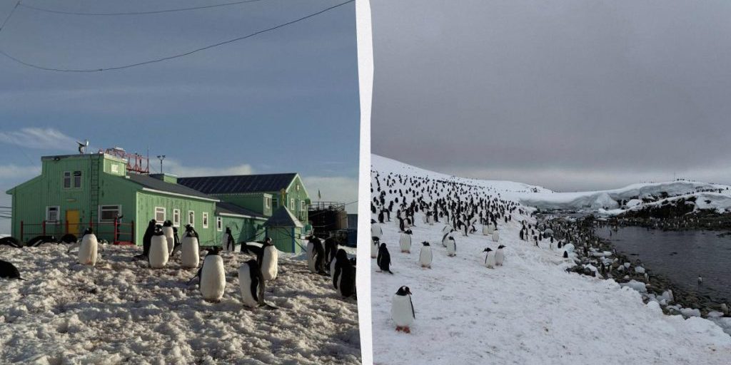 Invasione di pinguini in Antartide: 7000 uccelli assediano stazione di ricerca ucraina