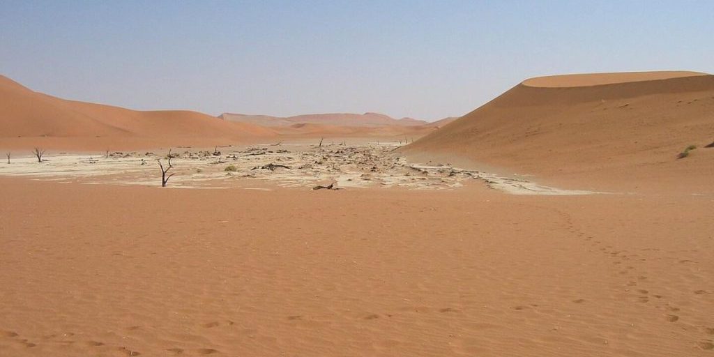 Этот жук способен выжить в одном из самых засушливых мест на Земле благодаря хитрому трюку