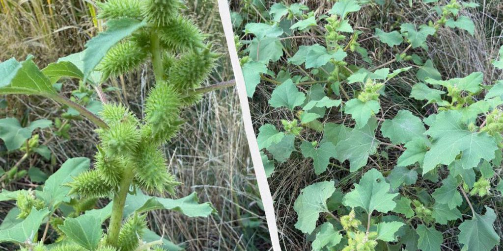 Ученые показали ядовитое растение, которое "убивает" все вокруг себя