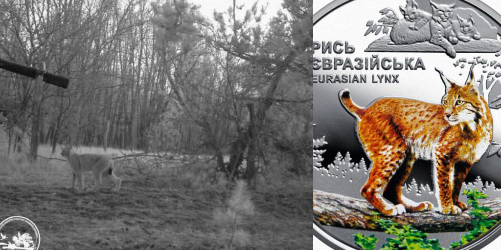 Incontro Rarefatto vicino a Chernobyl: Due Predatori in un Ambiente Estremo