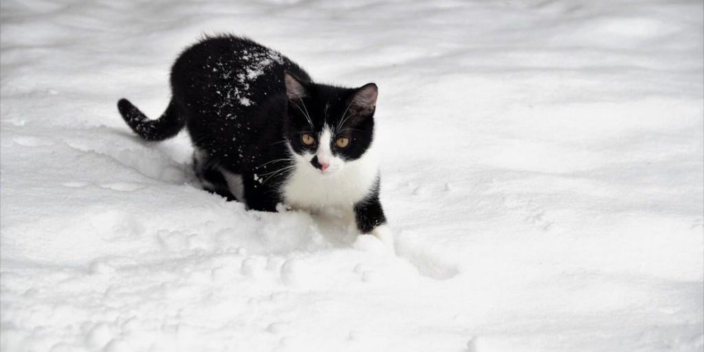 I Gatti e il Freddo: Come Proteggere la Salute dei Nostri Amici Felini durante l'Inverno