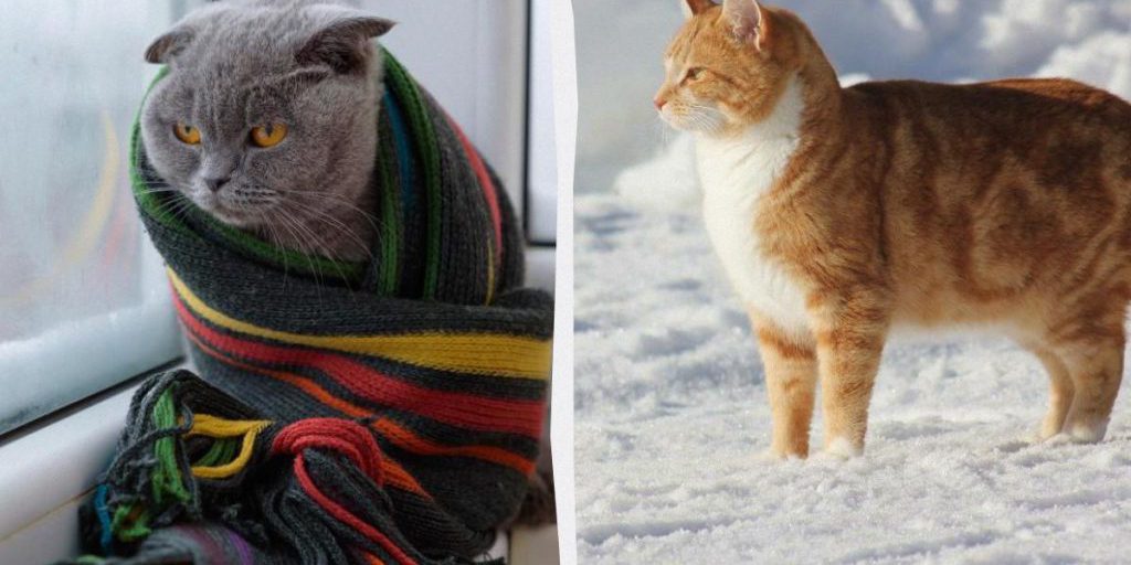 Proteggere i Nostri Amici a Quattro Zampe dal Freddo: Consigli e Precauzioni per la Salute dei Gatti durante l'Inverno