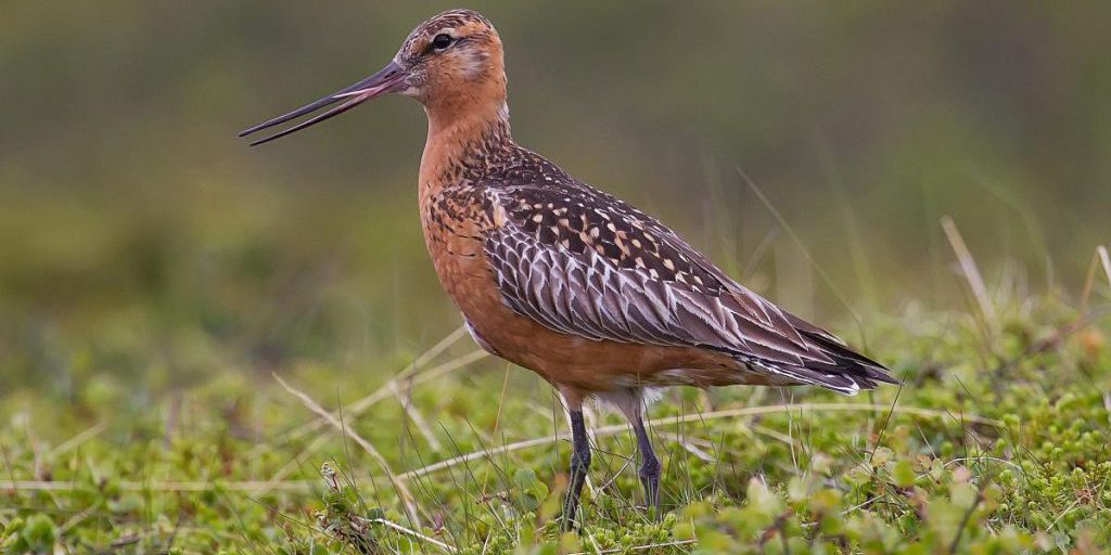 Gli Uccelli e la Migrazione: Strategie di Sopravvivenza e Adattamento