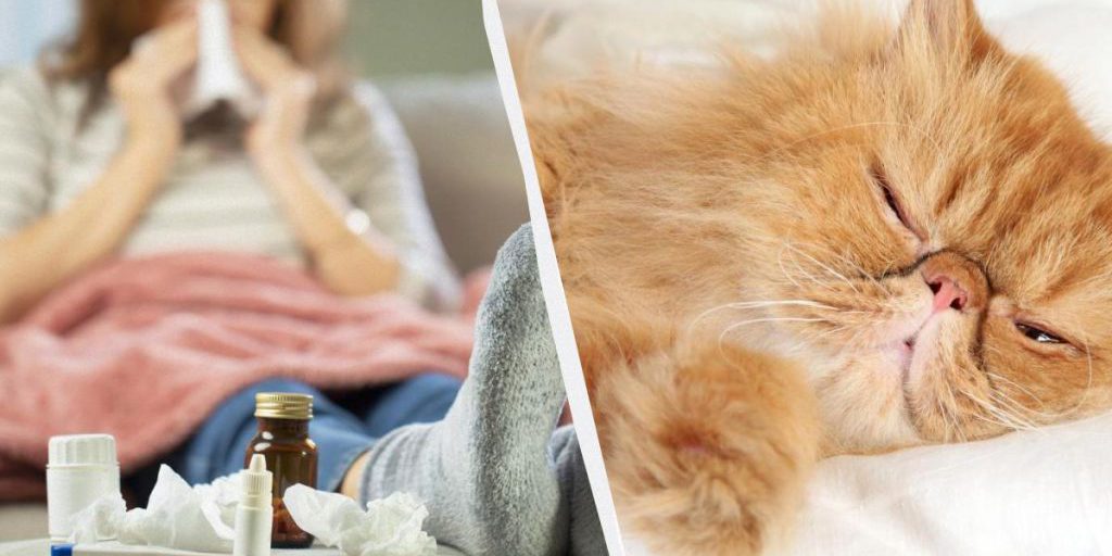 Могут ли кошки заразиться простудой от человека: ветеринары объяснили важные моменты