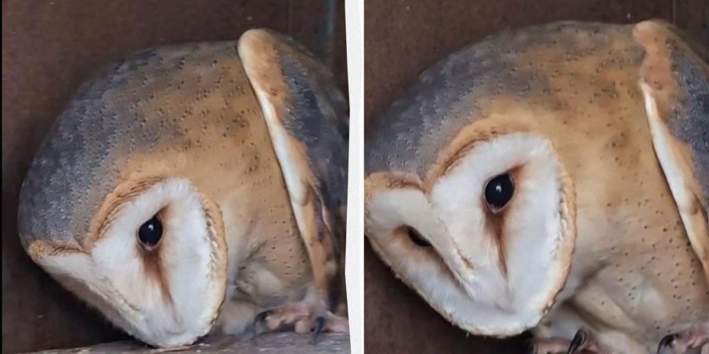 I gufi: piccoli eroi della natura che catturano migliaia di roditori all'anno