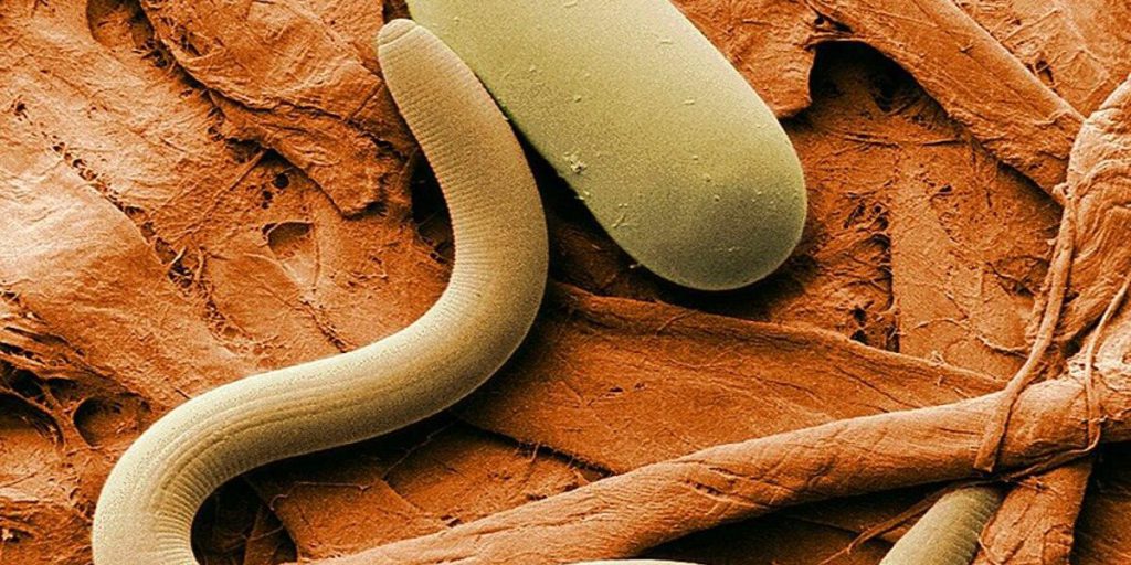 Ученые "реанимировали" червя, который пролежал в вечной мерзлоте более 46 000 лет