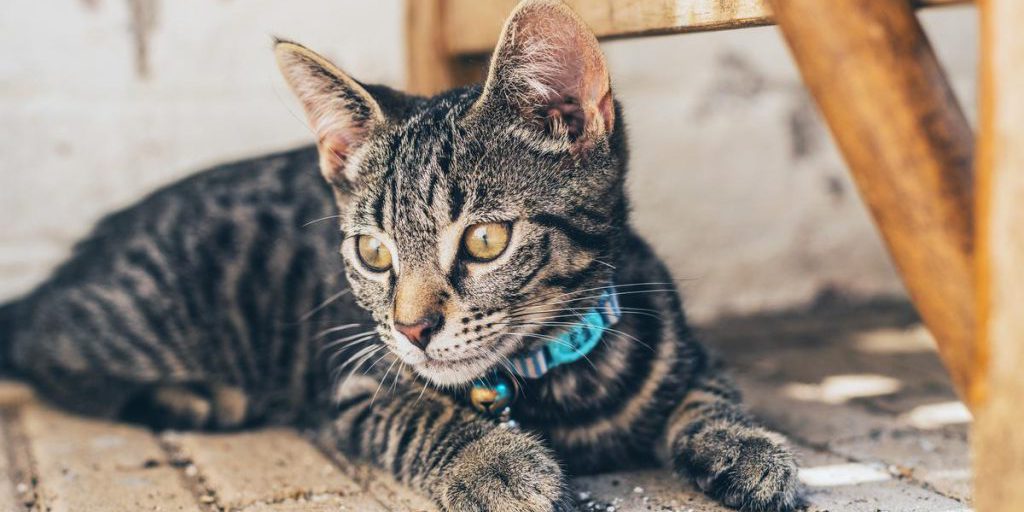 Нужно ли кошкам носить ошейник: ветеринары объяснили все за и против