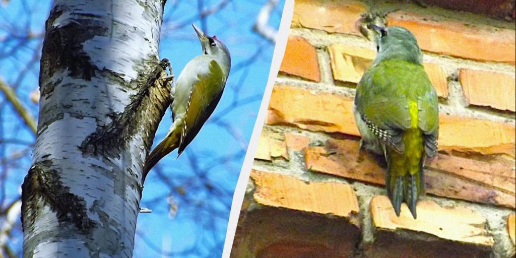В Украине живет очень редкий дятел зеленого цвета: его мало кто видел